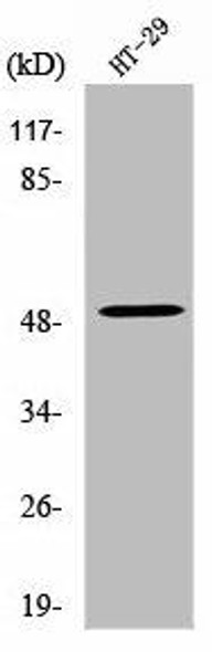 VANGL1 Antibody (PACO01687)