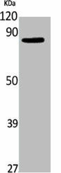 ELMO1 Antibody (PACO01749)