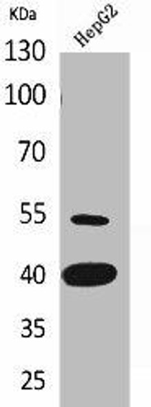 LASP1 Antibody (PACO01944)