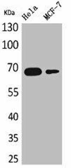 PCK1 Antibody (PACO01946)