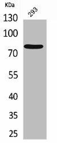 BCL6 Antibody (PACO02009)