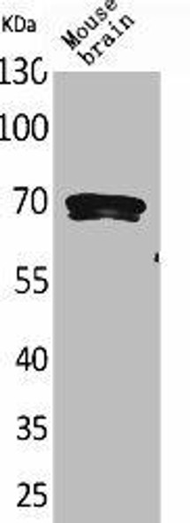 BIN1 Antibody (PACO02014)