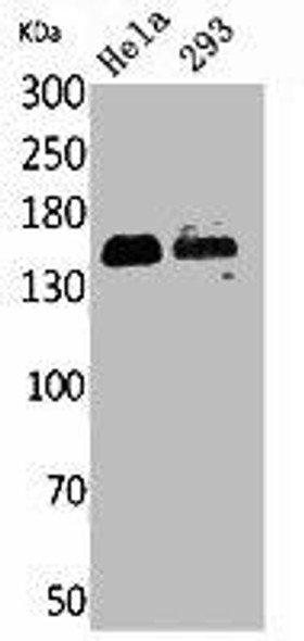 PTPRJ Antibody (PACO02086)