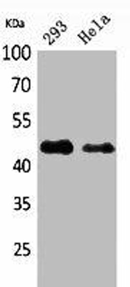 IDH1 Antibody (PACO02101)