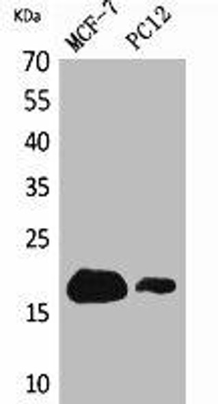 IFITM1 Antibody (PACO02153)