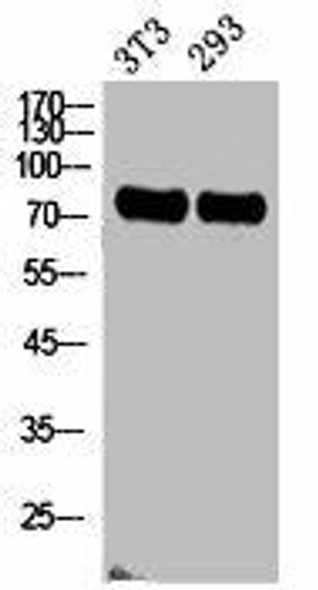 ABCG2 Antibody (PACO02223)