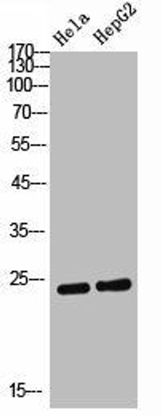 AICDA Antibody (PACO02231)