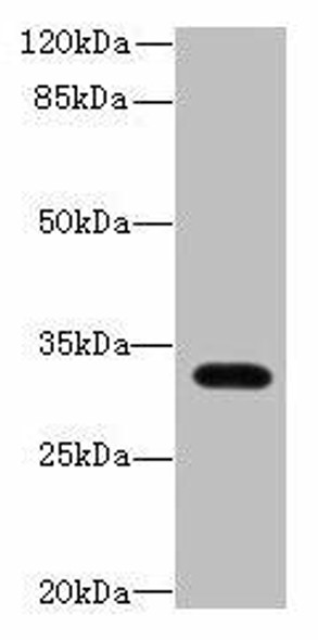 LIX1 Antibody (PACO38250)