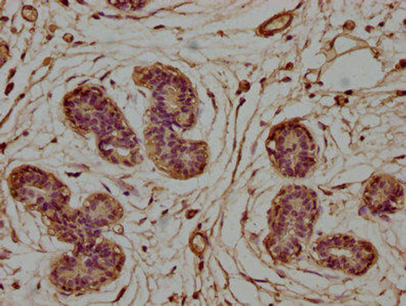 CLCN5 Antibody (PACO63639)