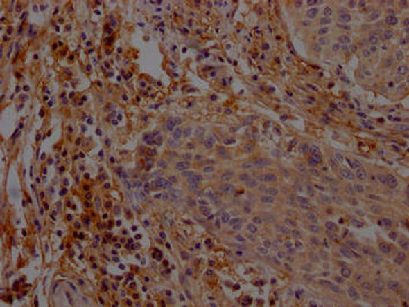 AGO1 Antibody (PACO64135)