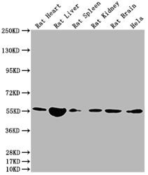 Nampt Antibody (PACO64323)