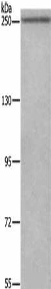 WNK3 Antibody (PACO18612)