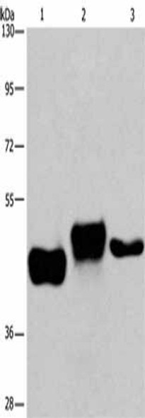 SGK2 Antibody (PACO18627)