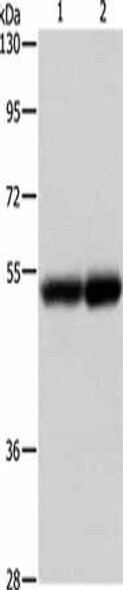 NOTCH4 Antibody (PACO18771)
