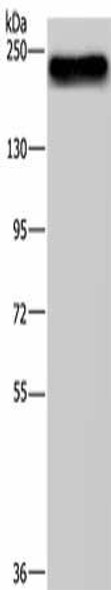 BRD4 Antibody (PACO19237)