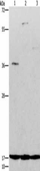 ARTN Antibody (PACO19249)