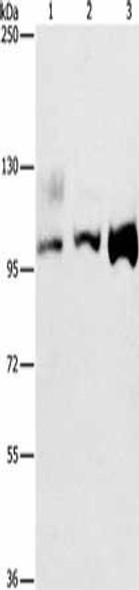 ASCC2 Antibody (PACO19254)