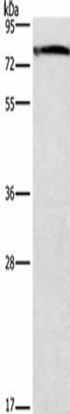 GALC Antibody (PACO19691)