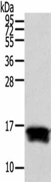 FABP1 Antibody (PACO19855)