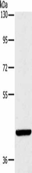 LILRA1 Antibody (PACO19943)