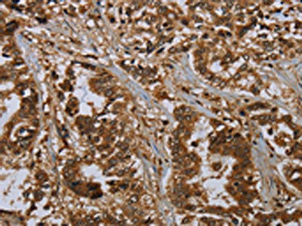 MOB1A Antibody (PACO20033)