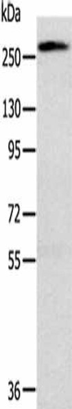 TLN1 Antibody (PACO20654)