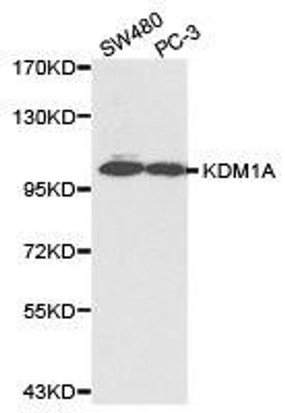 KDM1A Antibody (PACO21087)