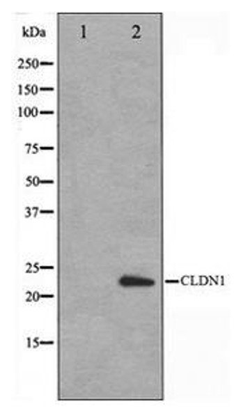 CLDN1 Antibody (PACO21299)