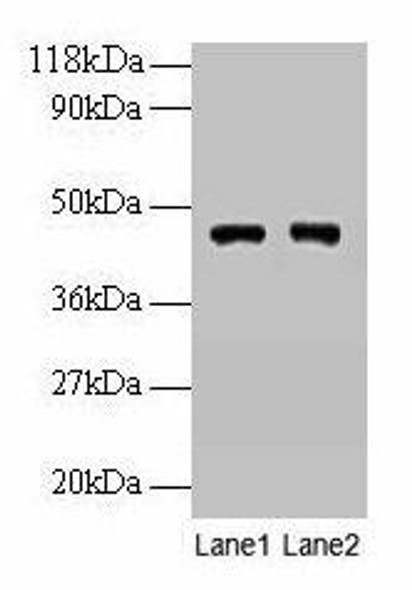 PGK1 Antibody (PACO24632)