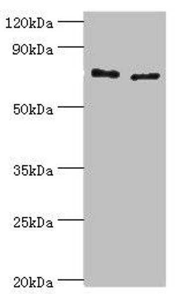 TGM2 Antibody (PACO43770)