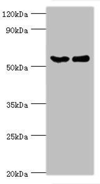 CSTF2 Antibody (PACO43790)