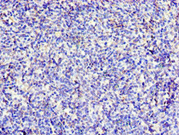 CD6 Antibody (PACO43799)