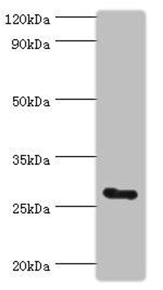 RTRAF Antibody (PACO43801)