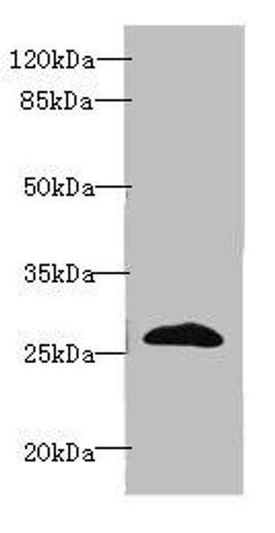 EFNA3 Antibody (PACO43846)