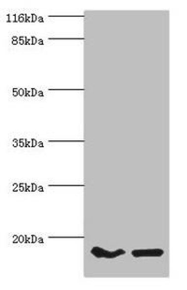 POP7 Antibody (PACO44171)