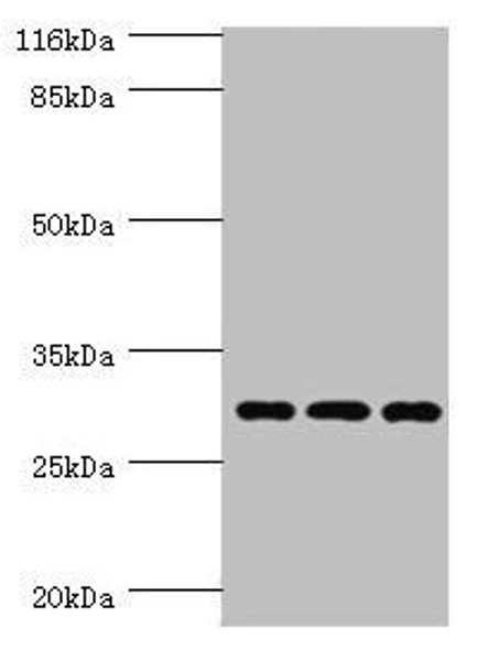 SPIN1 Antibody (PACO44224)