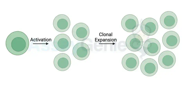 면역치료의 최전선 탐구: T 세포 확장