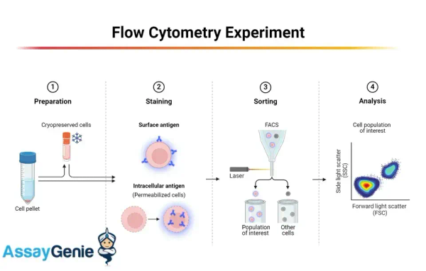 세포내 유세포 분석의 복잡성 탐색: 주요 고려 사항