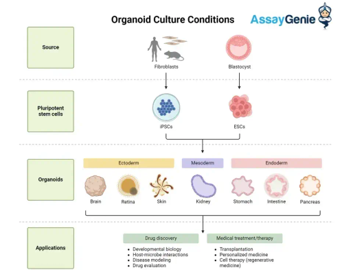 오가노이드 배양 조건 최적화: 생물의학 연구의 혁명적인 발전을 위한 길을 닦다