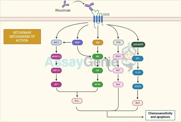 Rituximab 바이오시밀러로 B 세포 암 해독