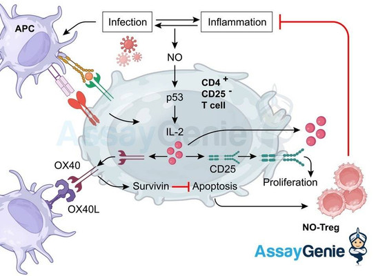 CD25 마커