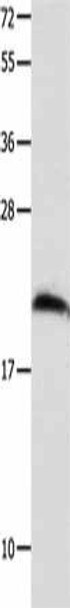 FGF12 Antibody (PACO14130)