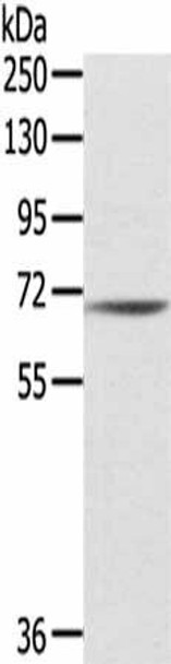 IL18R1 Antibody (PACO14304)