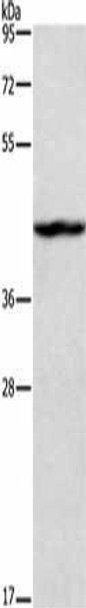 TBX20 Antibody (PACO14426)