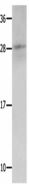 KLK15 Antibody (PACO14631)