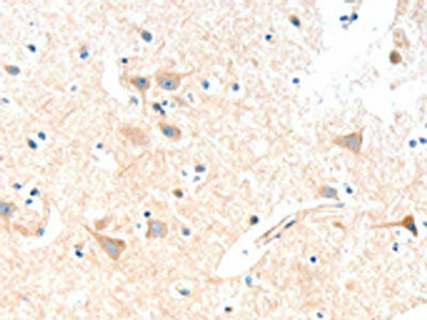 SLC19A2 Antibody (PACO14998)