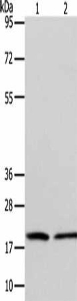 ANAPC13 Antibody (PACO15465)