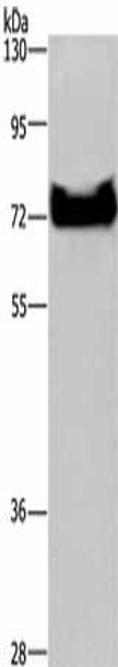 DDX53 Antibody (PACO16171)