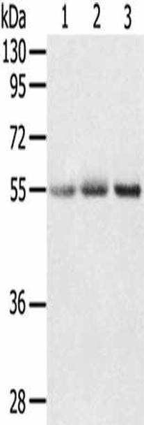 CWC27 Antibody (PACO20410)