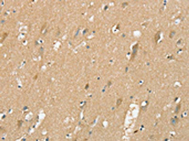 SIGLEC10 Antibody (PACO20457)